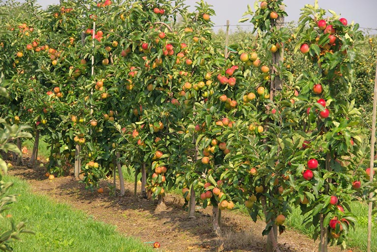 Яблони для средней полосы россии с фото и описанием