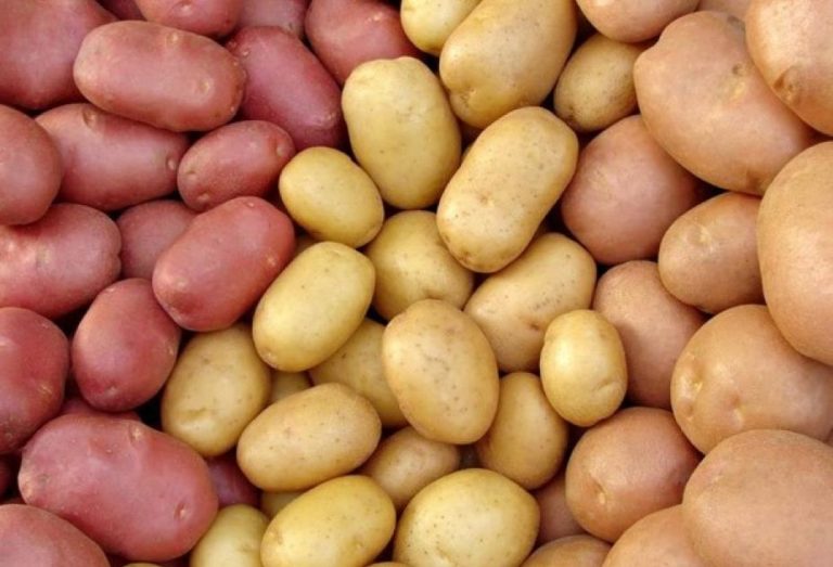 Сорта картофеля для воронежской области фото и описание