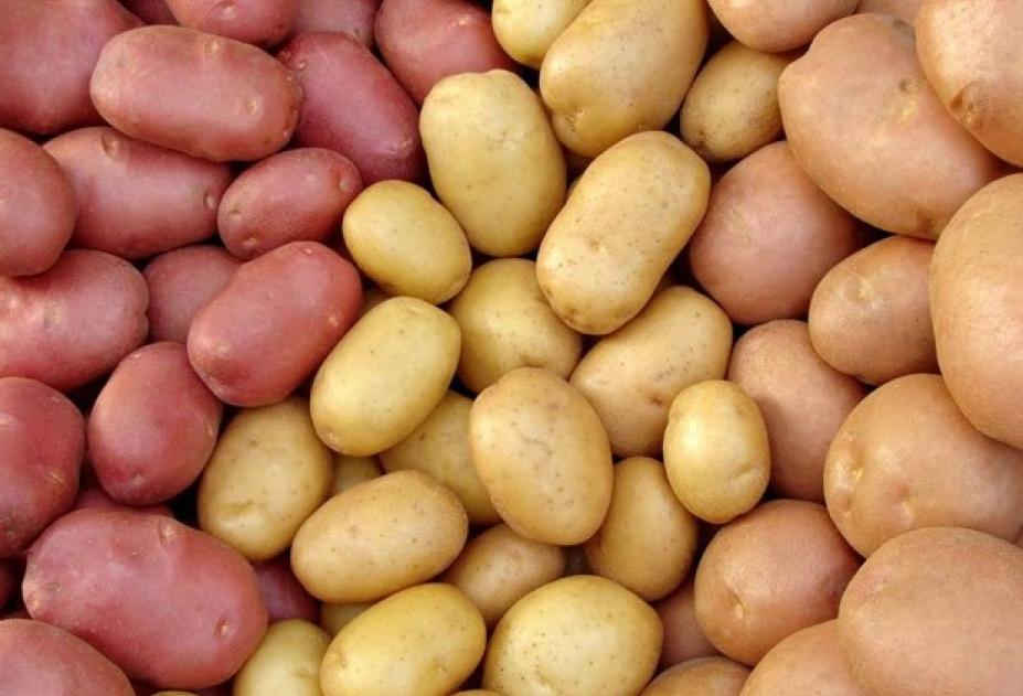 Наилучшие сорта картофеля