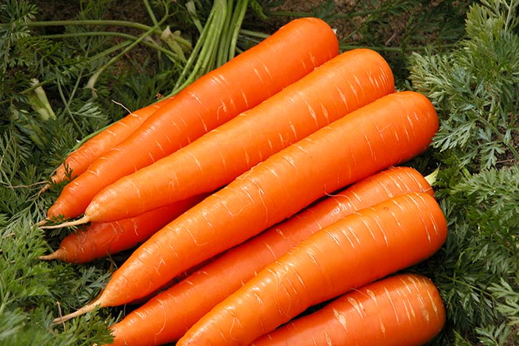 carrot big