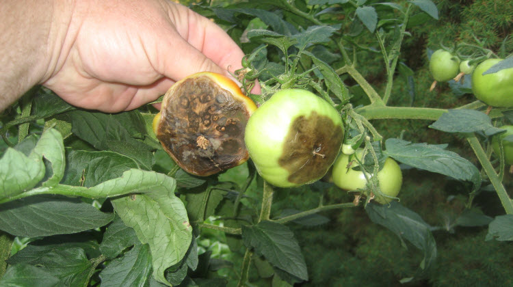 Спасаем помидоры от фитофторы в теплице причины заболевания
