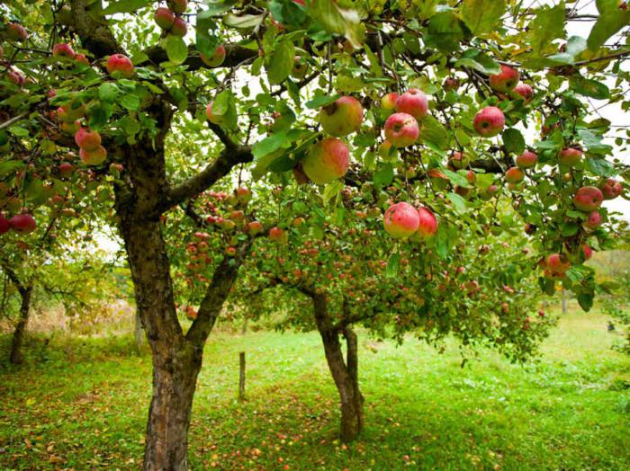 Как сажать саженцы яблони осенью?